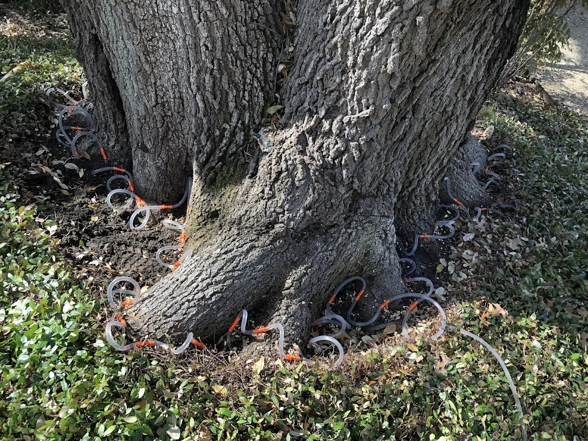 Detailed Tree Cabling and Bracing job site in Hood River